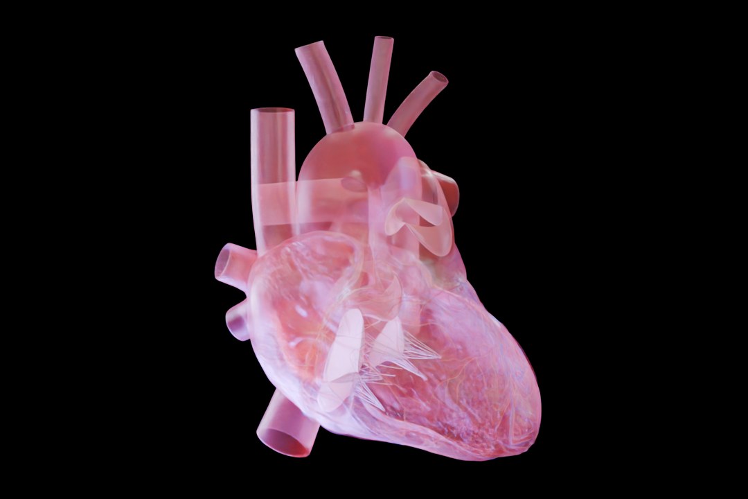 3D anatomical heart render with the outer wall turning translucent to reveal the valves